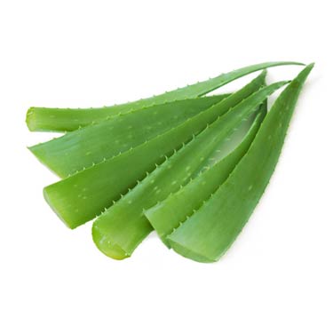 Fresh Aloe Vera Leaves