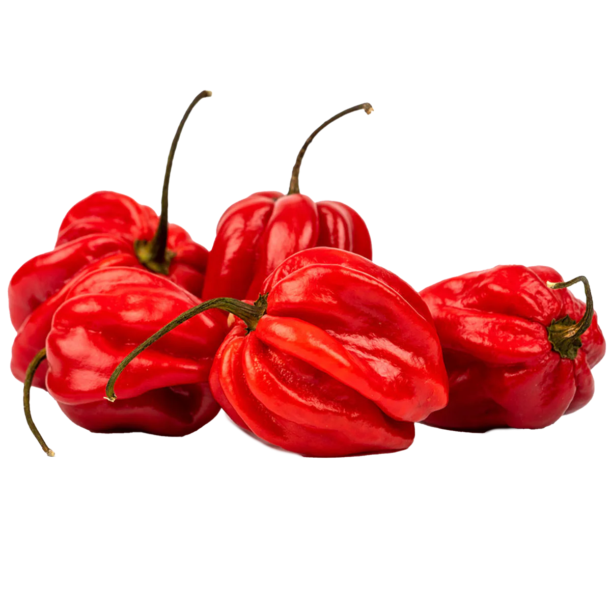 Red Habanero Pepper