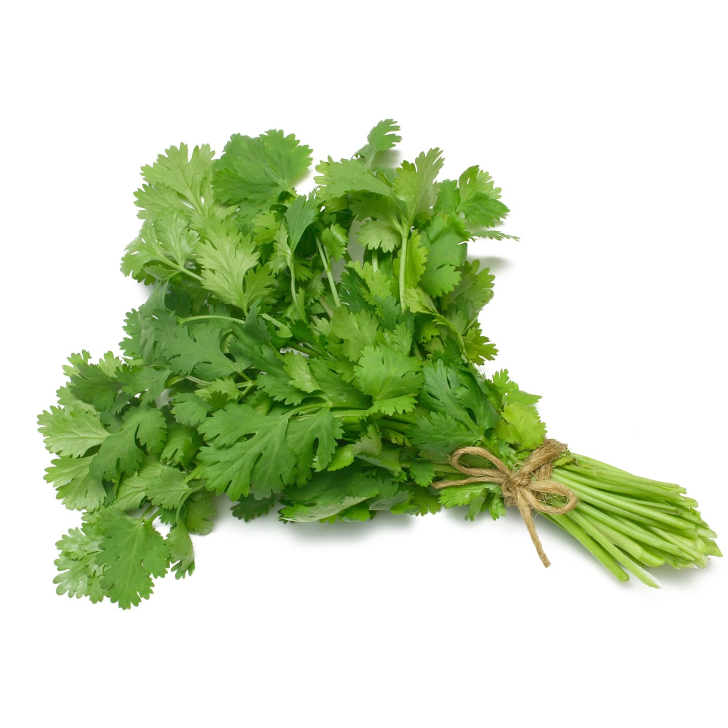Fresh Cilantro