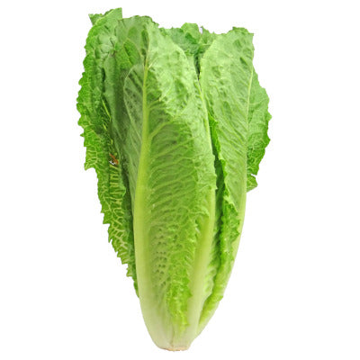 Lechuga Romana