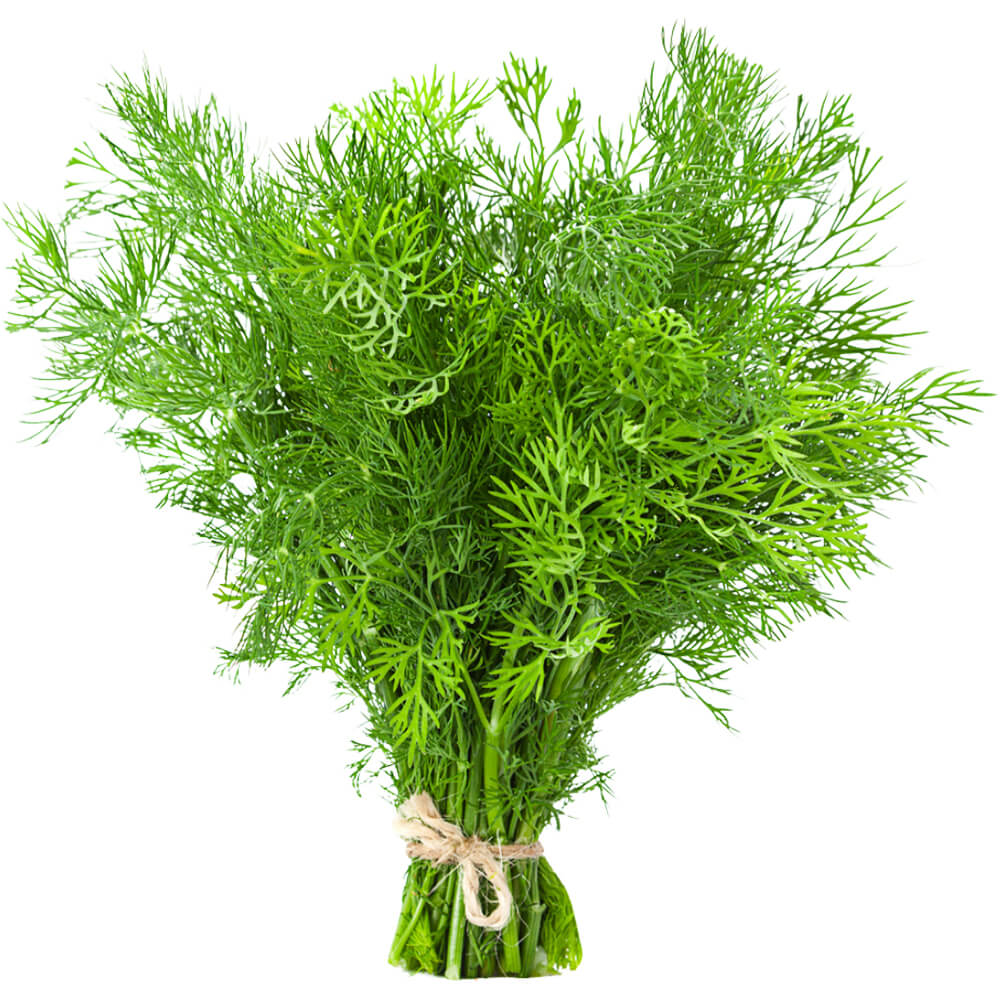Dill (Eneldo)