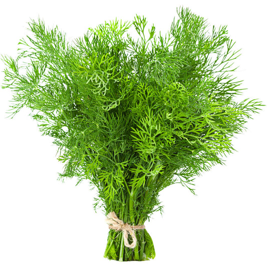 Dill (Eneldo)